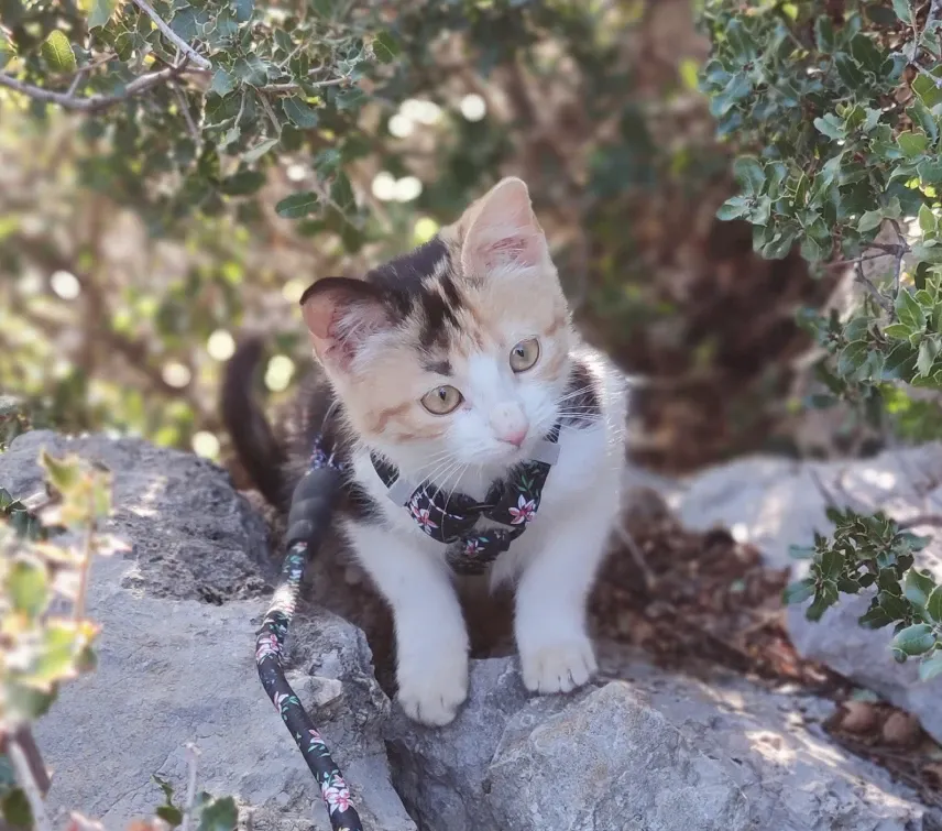 Himara, notre chat dans la montagne.